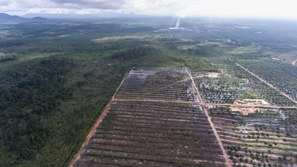 Ironi Sawit dalam Solusi Palsu Transisi Energi