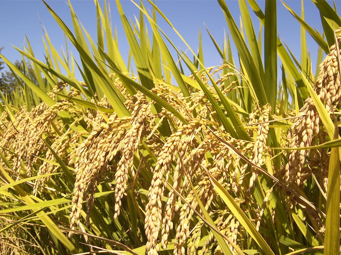 Bagaimana Perubahan Iklim Menggerus Nutrisi di Piring Kita?